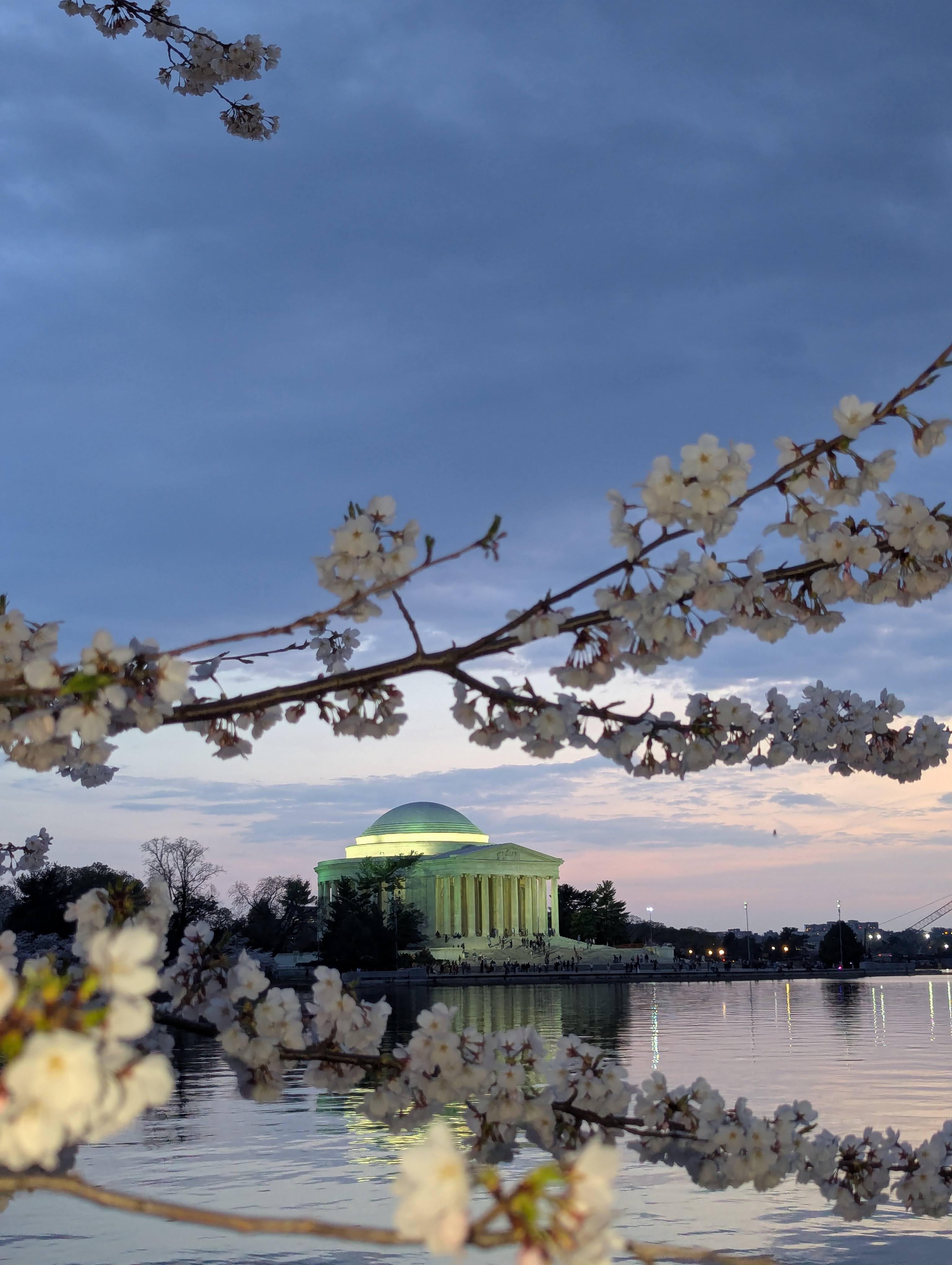 Cherry Blossom in Bloom